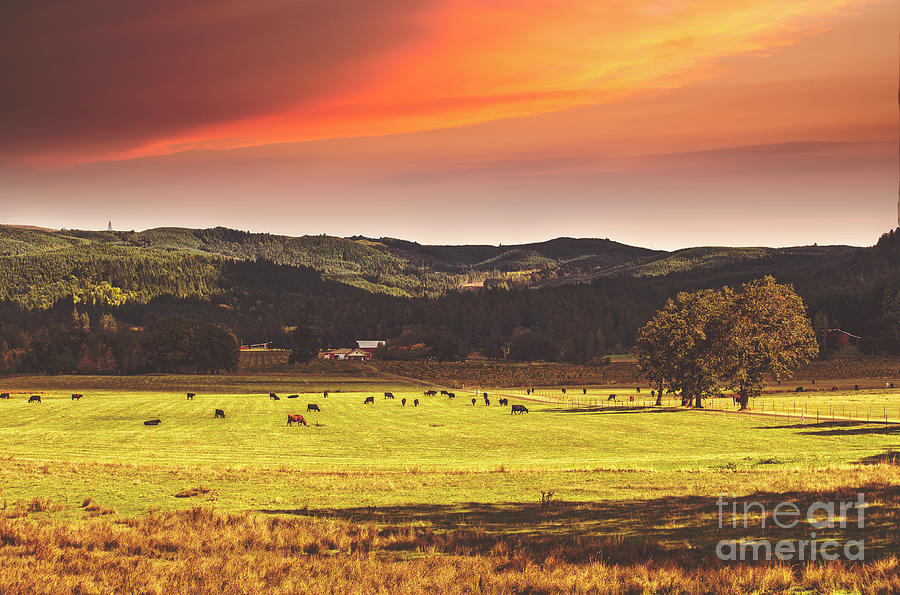 Grazing by Billie-Jo Miller Grazing by Billie-Jo Miller