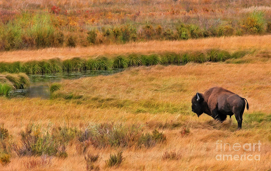 Bison Photograph - Grazing Bison and Stream by Clare VanderVeen
