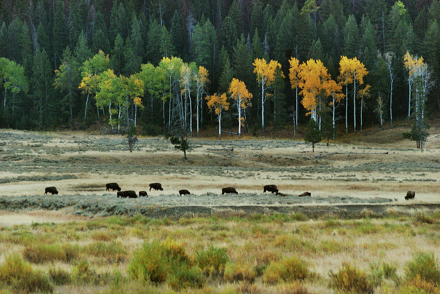 Grazing Bison Photograph by Michael Peychich