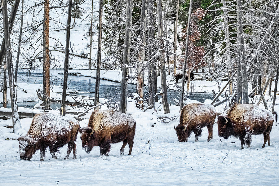 Grazing Bison - Yellowstone Photograph by Stuart Litoff
