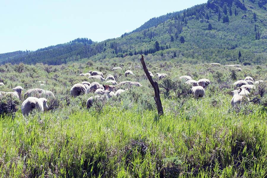 Sheep Photograph - Grazing by Brianna Mullins