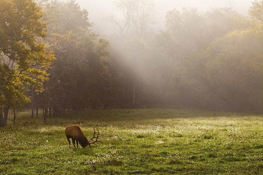 Grazing Bull Elk at Sunrise Photograph by Michael Dougherty