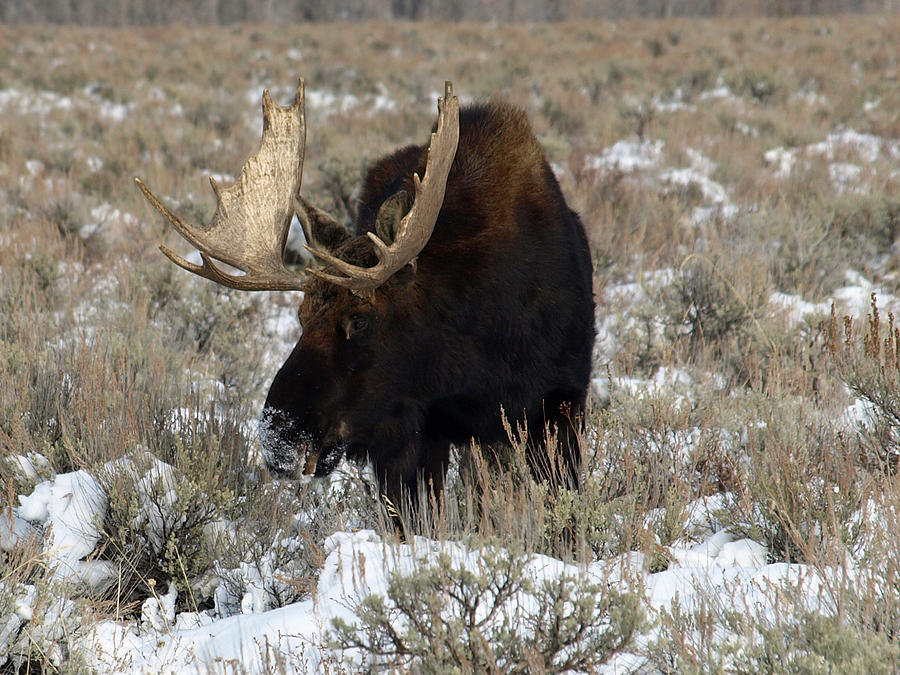Grazing Bull Moose Photograph by DeeLon Merritt