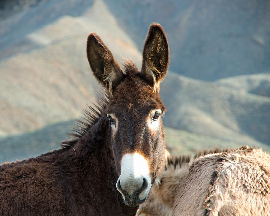 Grazing Burros Photograph by Stephen Whalen