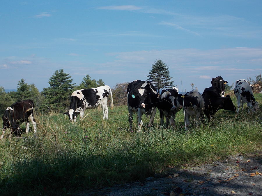 Grazing Cattle Photograph by Catherine Gagne