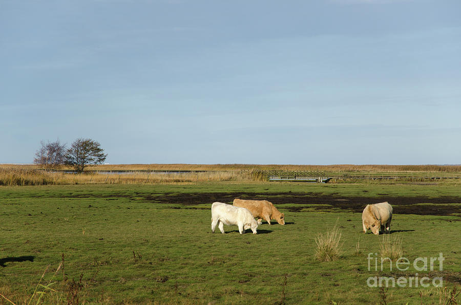 Grazing Cattle In Marshland Photograph