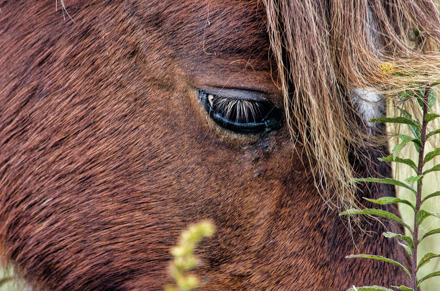 Grazing Close Up by Jennifer Stockman Grazing Close Up by Jennifer Stockman
