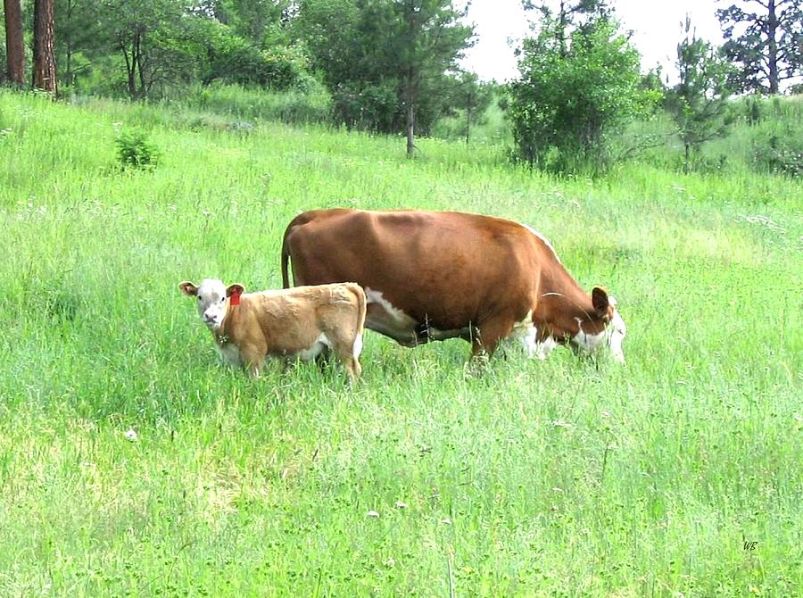 Grazing Cow And Calf Photograph by Will Borden