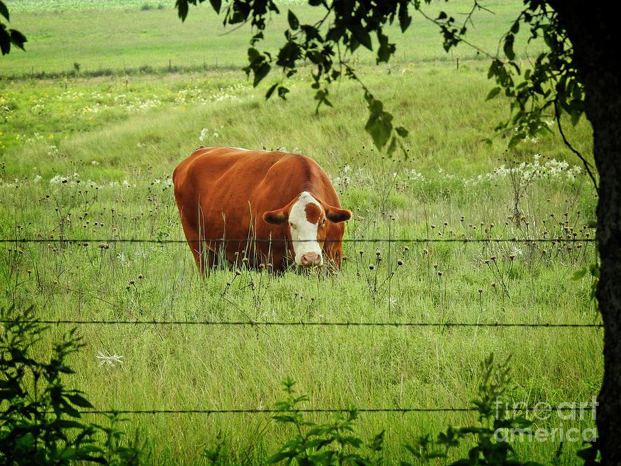 Grazing Cow Photograph by Ella Kaye Dickey