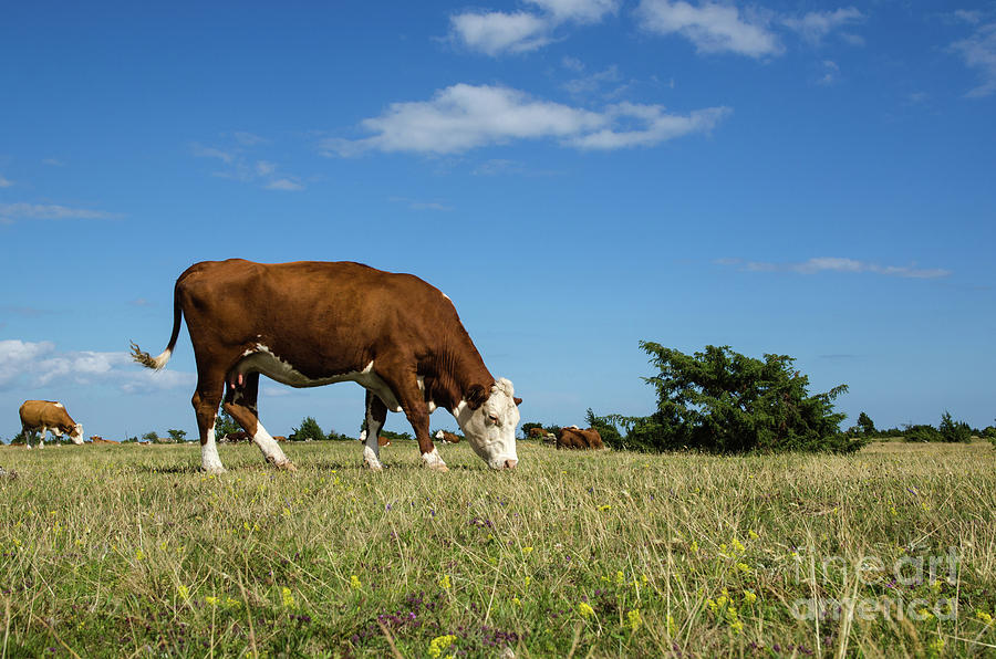 Grazing Cow In A Great Grassland Photograph