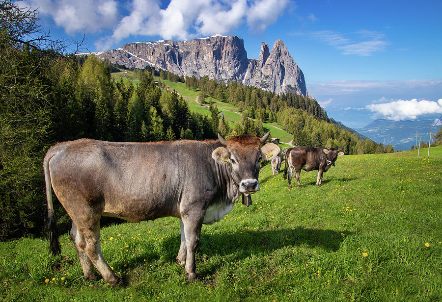 Grazing Cows in an Alpine Meadow Photograph by Carolyn Derstine