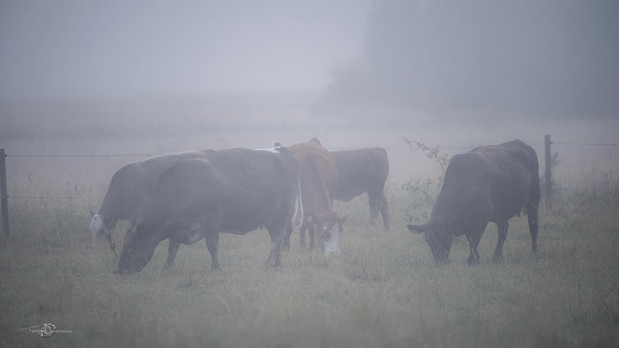 Grazing cows in the mist  Photograph by Torbjorn Swenelius