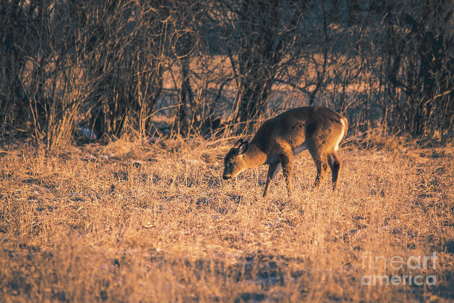 Grazing Deer Photograph by Cheryl Baxter