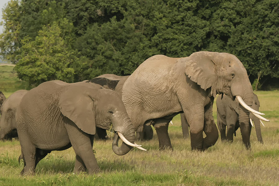 Grazing Elephants Photograph by Gary Hall