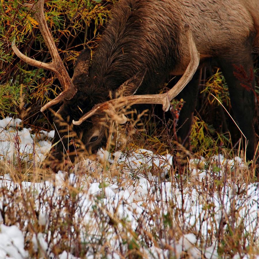 Grazing Elk 1 - Estes Park Photograph by Angie Tirado
