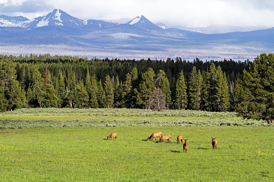 Grazing Elk Photograph by Brett Pelletier