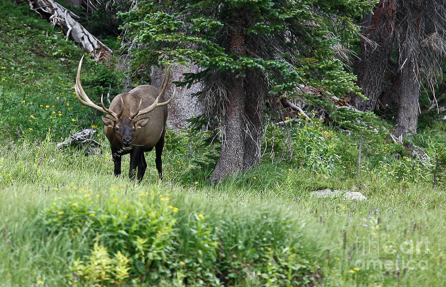 Grazing Elk Photograph by Richard Lynch