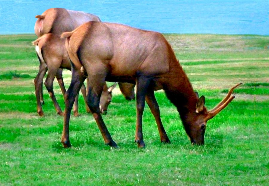Grazing Elk Photograph by A L Sadie Reneau