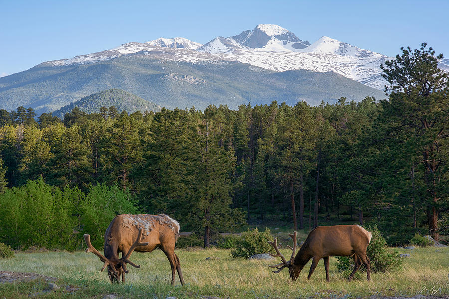Grazing Elk with Longs Peak Photograph by Aaron Spong