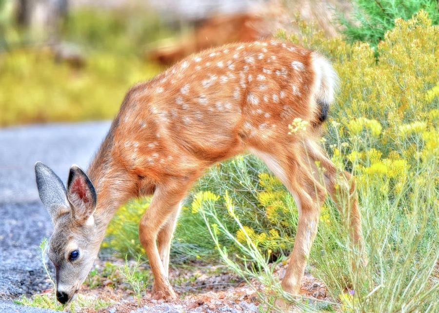 Grazing Fawn Photograph by Joseph Rainey - Fine Art America