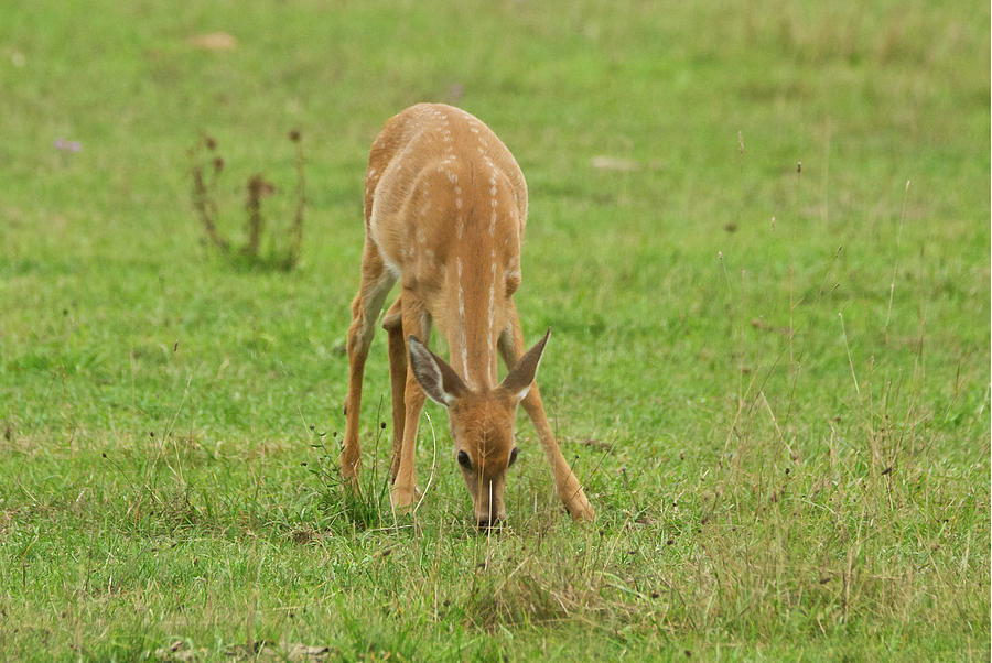 Grazing Fawn Photograph by Michael Peychich