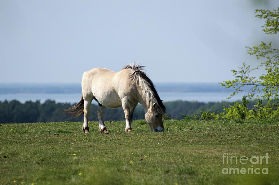 Grazing Fjord Horse Photograph