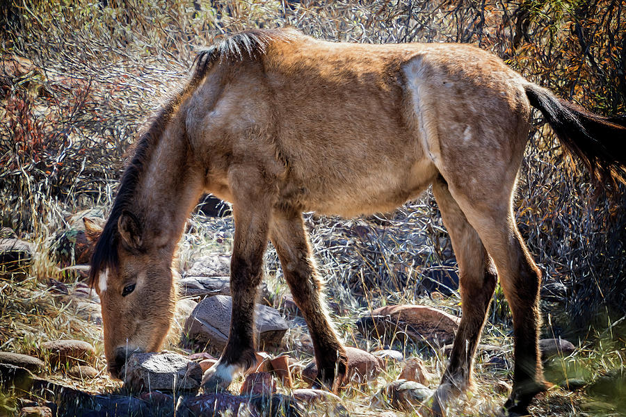 Grazing for Survival Photograph by Belinda Greb