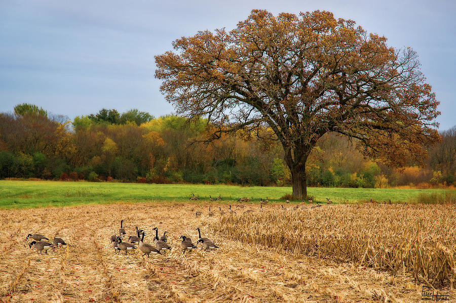 Grazing Geese in Cornfield with Oak Tree Photograph by Peter Herman