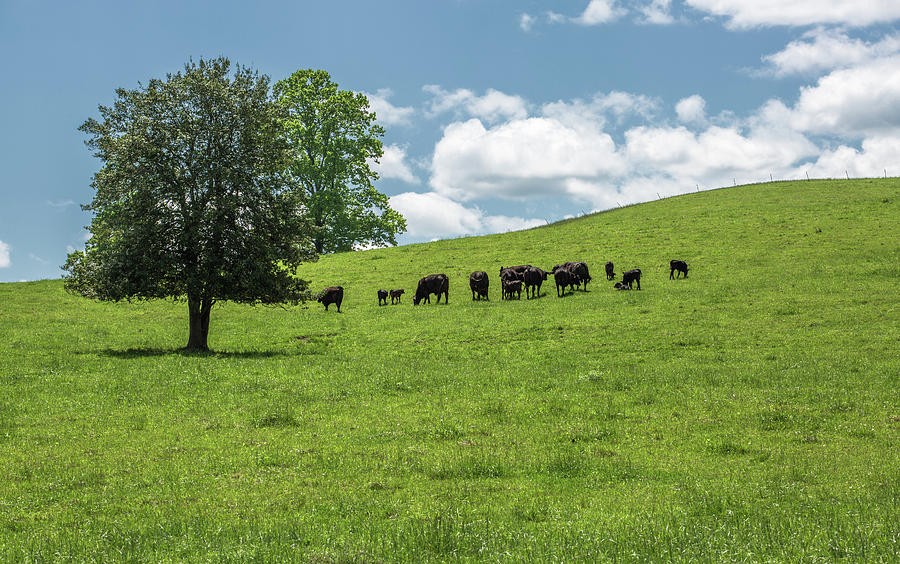 Grazing Greener Pastures Brevard NC Photograph by Donnie Whitaker