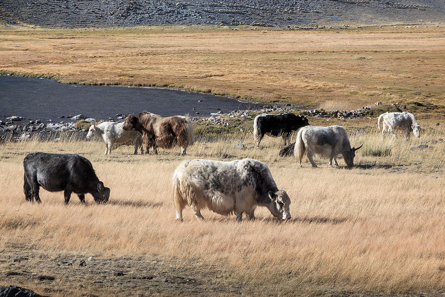 Grazing Grunting Oxen in Altai Prairie  Photograph by Victor Kovchin