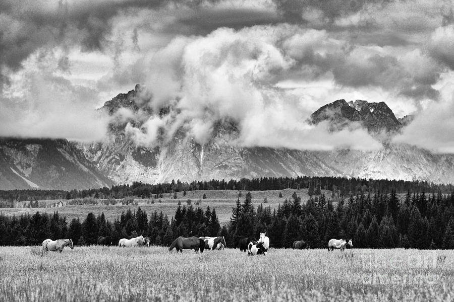Grazing Herd 6181 Photograph by Ken DePue
