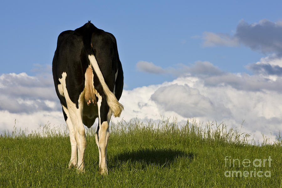 Grazing Holstein Cow Photograph by Jean-Louis Klein & Marie-Luce Hubert