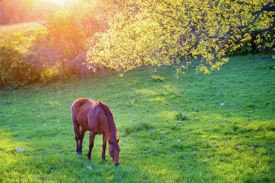 Grazing horse Photograph by Alexey Stiop