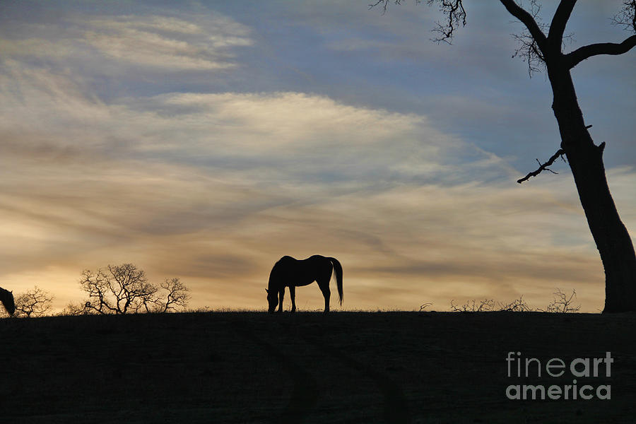 Grazing Horse at Sunrise Photograph by Stephanie Laird