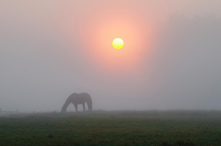 Horse Photograph - Grazing Horse in a Foggy Sunrise by Bill Cannon
