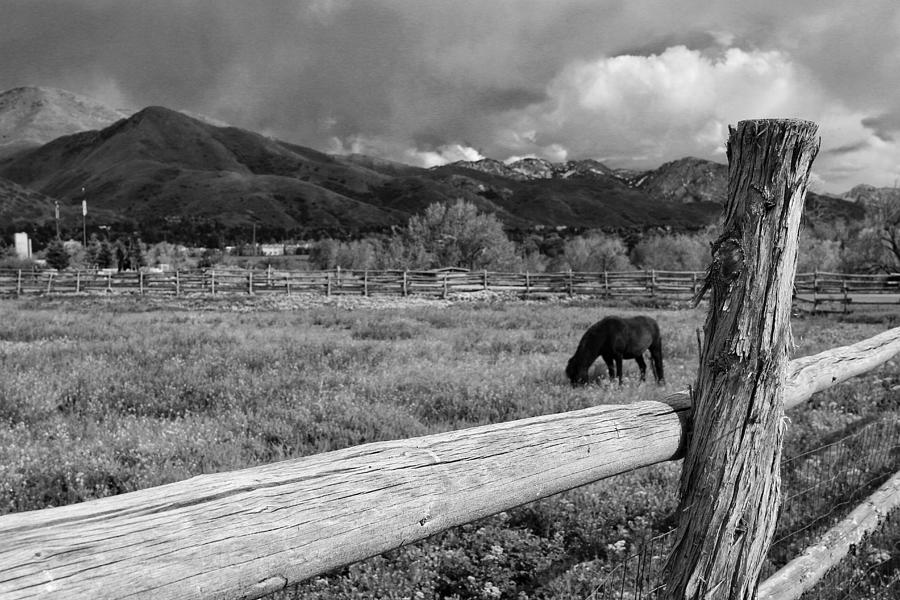 Grazing Horse in Black And White  Photograph by Buck Buchanan