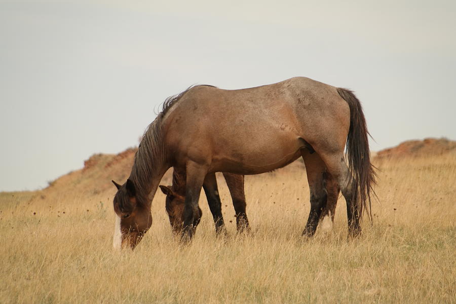 Grazing horses in Medaora Photograph by Jeff Swan