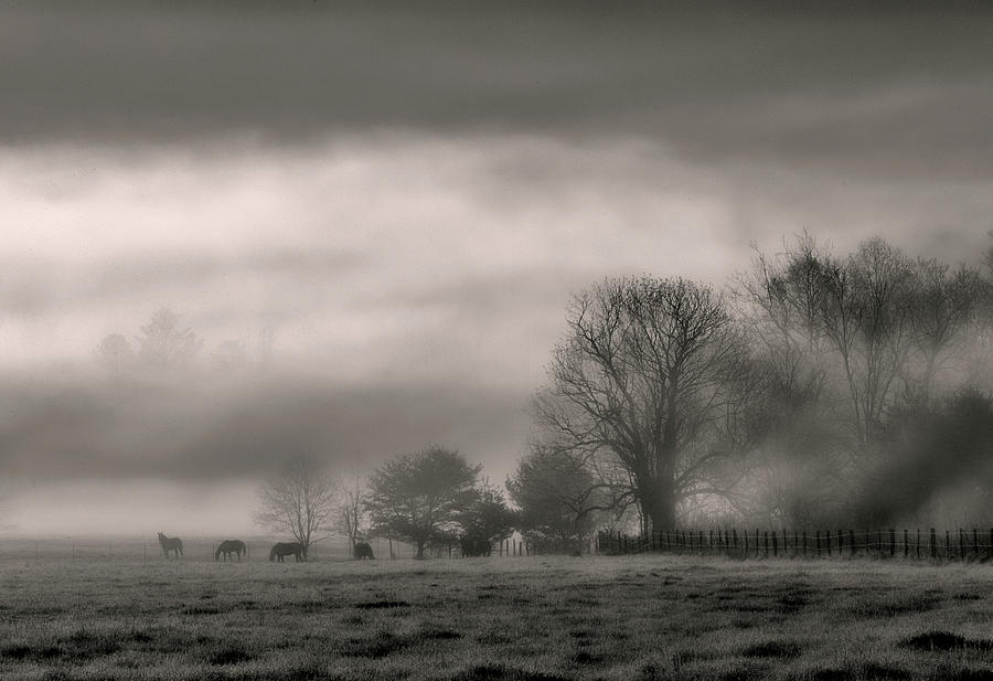 Grazing Horses in the Fog - Cades Cove Photograph by Mitch Spence
