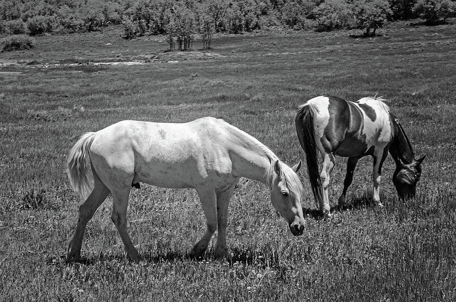 Grazing Horses Photograph by Susan McMenamin
