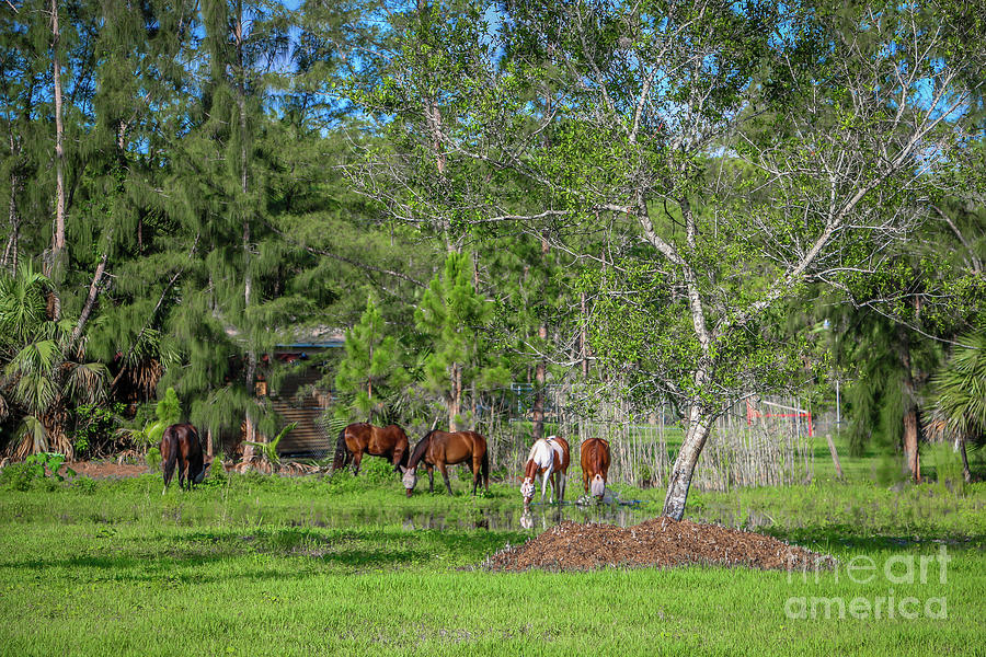 Grazing Horses Photograph by Tom Claud