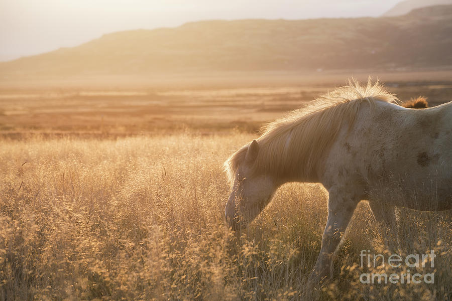 Grazing Icelandic Horse Photograph by Michael Ver Sprill
