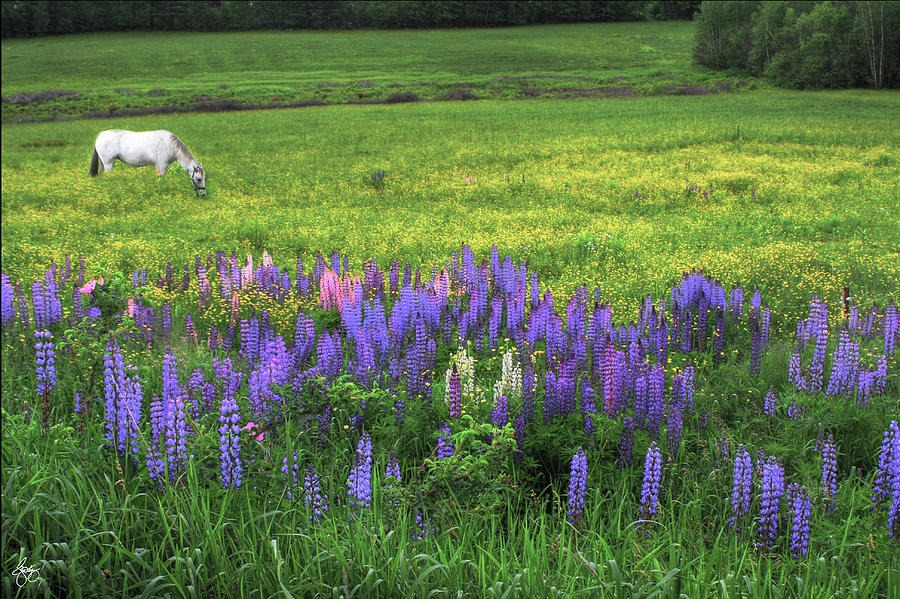 Grazing in a Lupine Dream Photograph by Wayne King