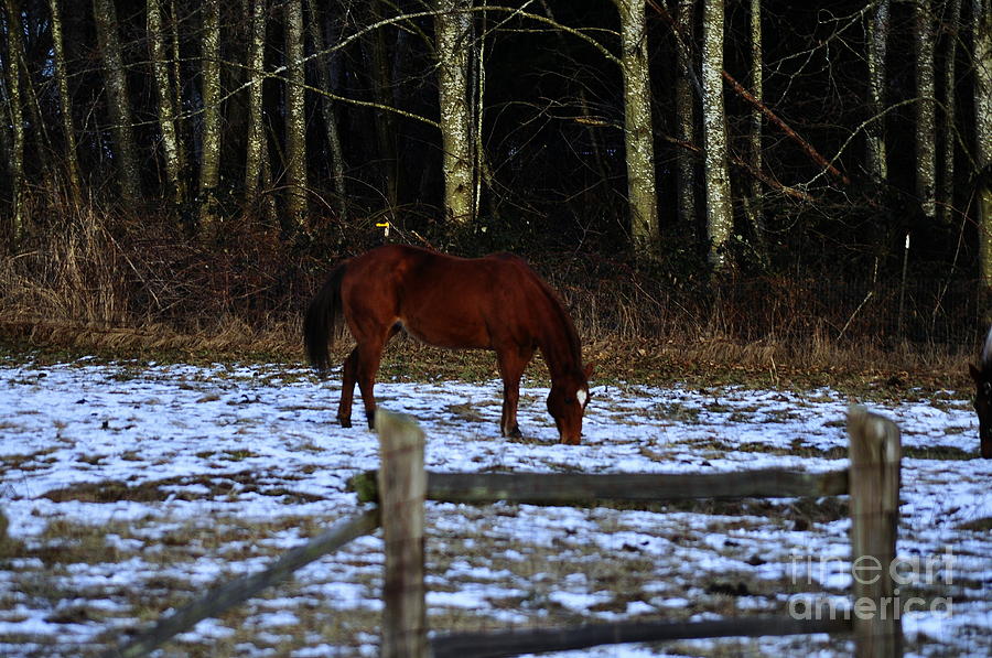 Grazing In A Washington Winter Photograph by Clayton Bruster