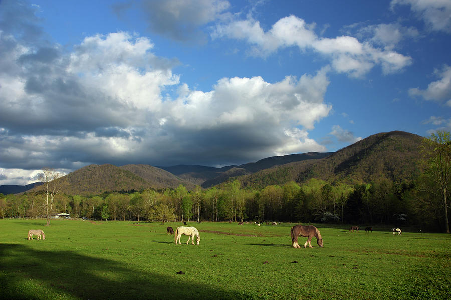Grazing In Cades Cove Photograph by Michael Eingle