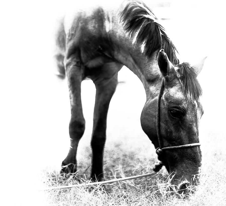 Horse Photograph - Grazing in PEace by Chris James