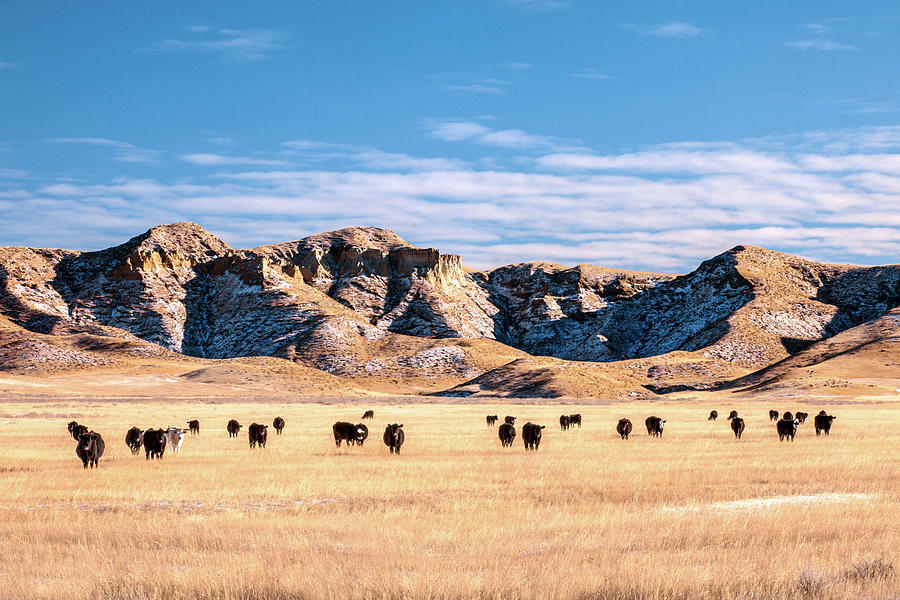 Grazing in the Badlands Photograph by Todd Klassy