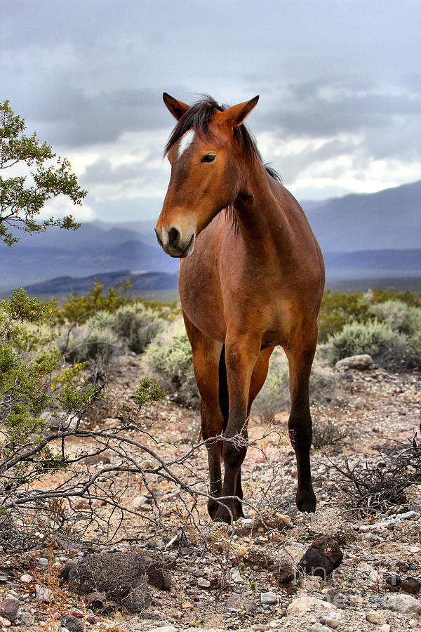 Death Valley National Park Photograph - Grazing In The Chicago Valley by Adam Jewell