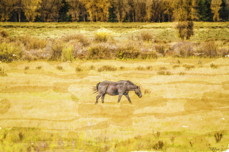 Fall Photograph - Grazing in the Fall by Teresa Wilson