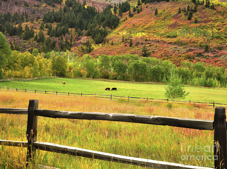 Colorado Rocky Mountains Photograph - Grazing in the Grass by Jim Chamberlain