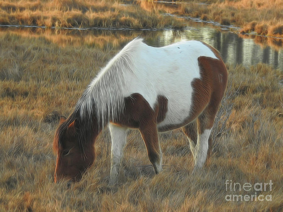 Chincoteague Photograph - Grazing in the Grass by Scott Cameron